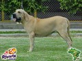 In Memorian - Fila Brasileiro Dourado - Canil singular - Candinha